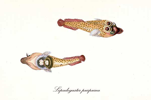 (Lepadogaster purpurea)