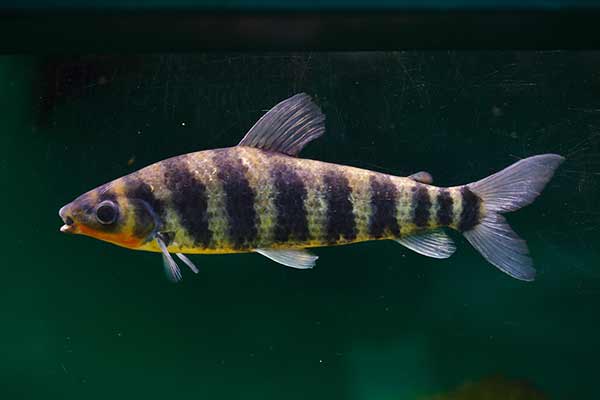 Poziomnik pręgowany (Leporinus fasciatus)