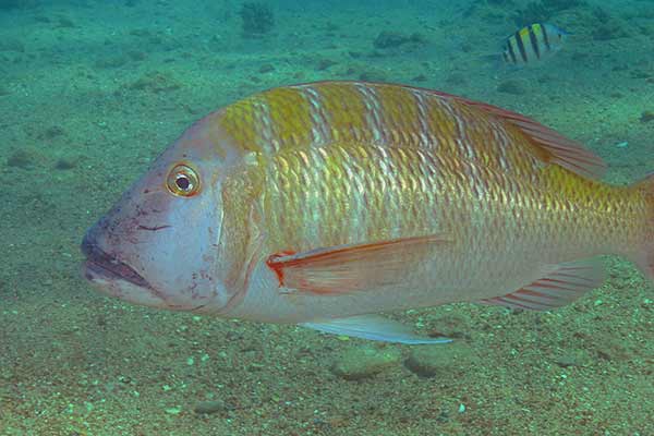(Lethrinus mahsena)