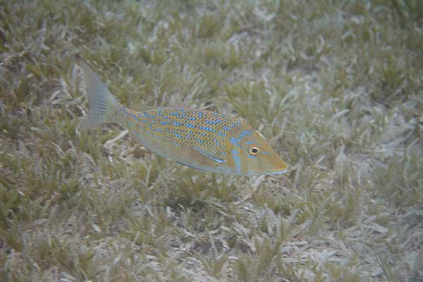 Letra niebieska, letra ornatka (Lethrinus nebulosus)