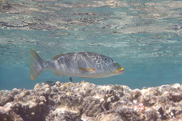  (Lethrinus xanthochilus)