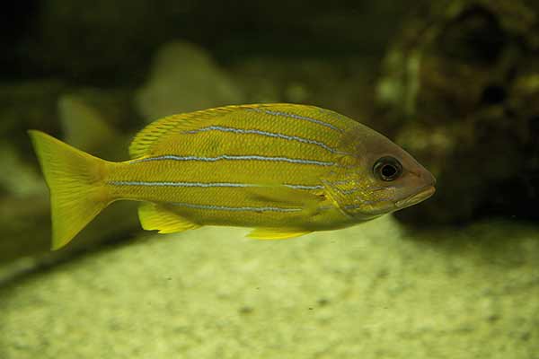 (Lutjanus quinquelineatus)