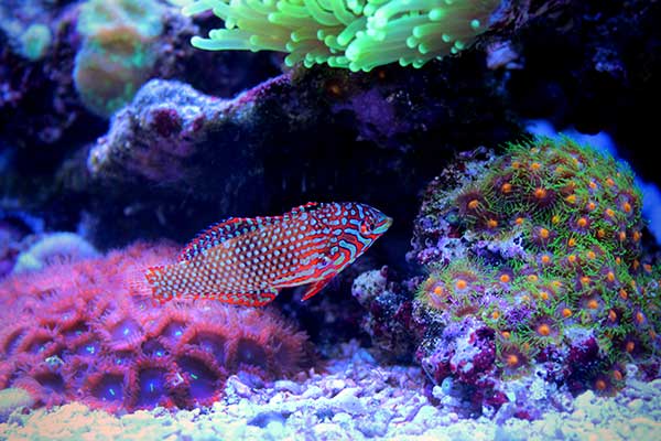 (Macropharyngodon ornatus)