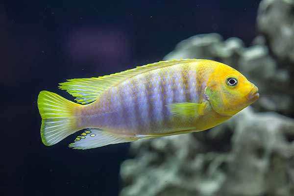(Maylandia hajomaylandi)