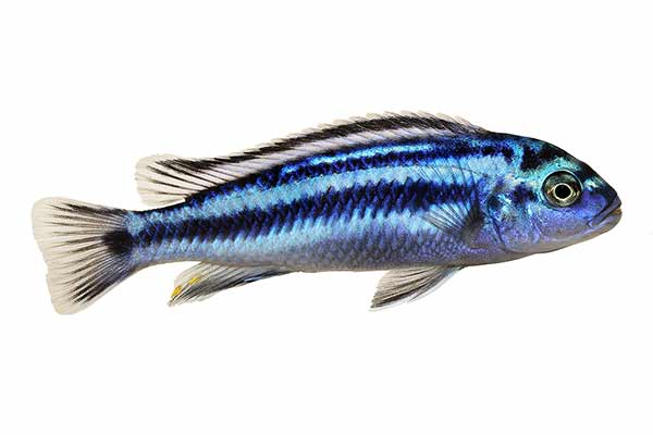  (Melanochromis johannii)