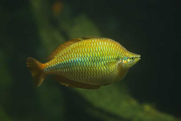 (Melanotaenia herbertaxelrodi)