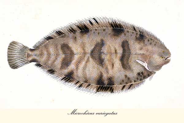 Pręgatka (Microchirus variegatus)