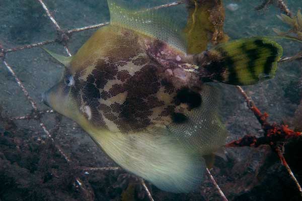 (Monacanthus chinensis)