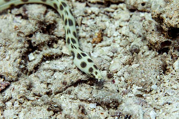 (Myrichthys maculosus)
