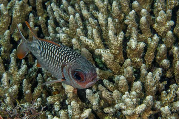 (Myripristis violacea)