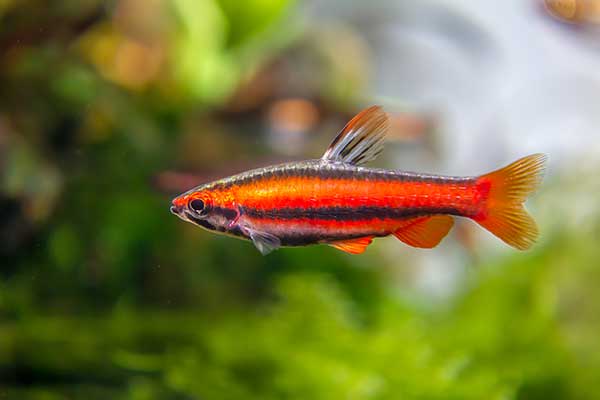 (Nannostomus mortenthaleri)