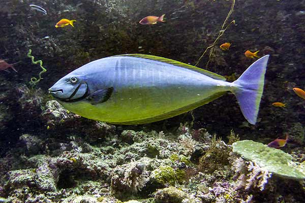 (Naso hexacanthus)