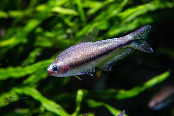 Bystrzyk tęczowy, tetra tęczowa (Nematobrycon lacortei)