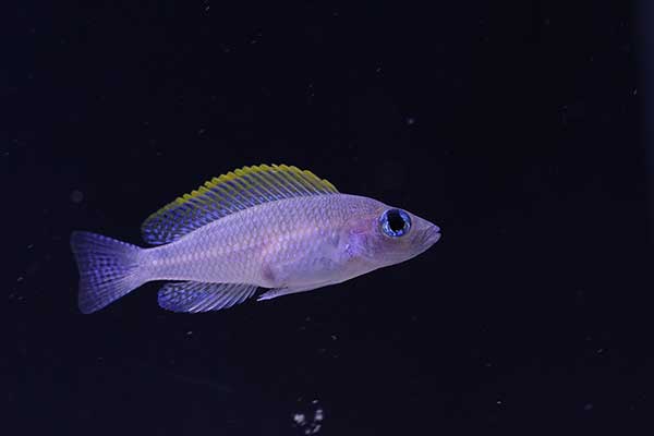(Neolamprologus caudopunctatus)