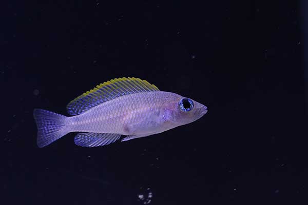  (Neolamprologus caudopunctatus)