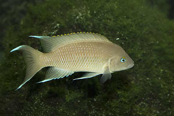 (Neolamprologus marunguensis)