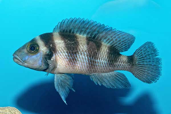(Neolamprologus sexfasciatus)