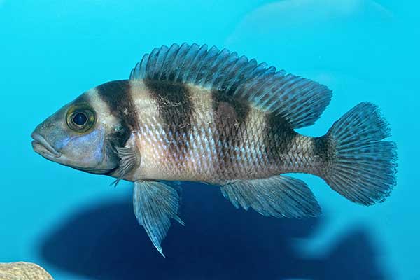  (Neolamprologus sexfasciatus)