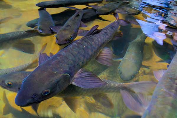 (Neolissochilus stracheyi)