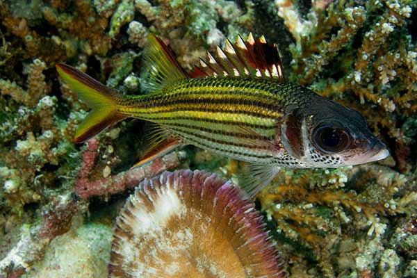 (Neoniphon sammara)