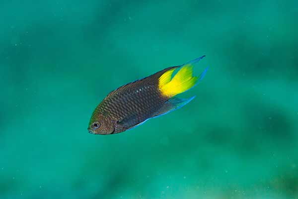 (Neopomacentrus bankieri)