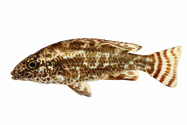 (Nimbochromis linni)