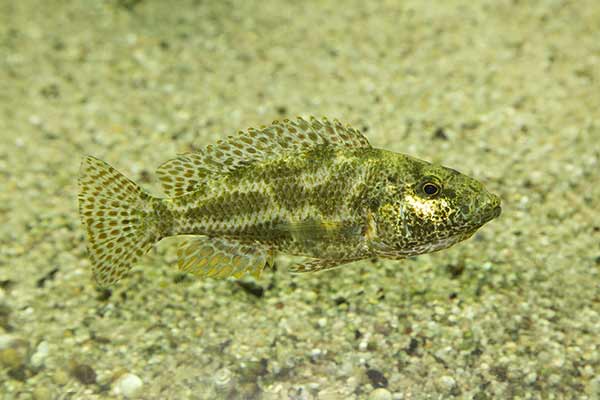 (Nimbochromis polystigma)
