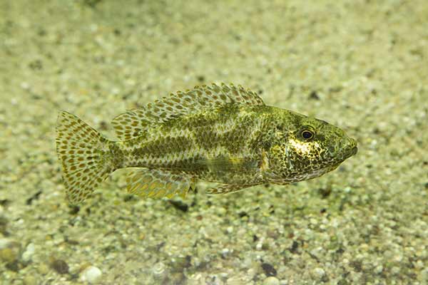  (Nimbochromis polystigma)