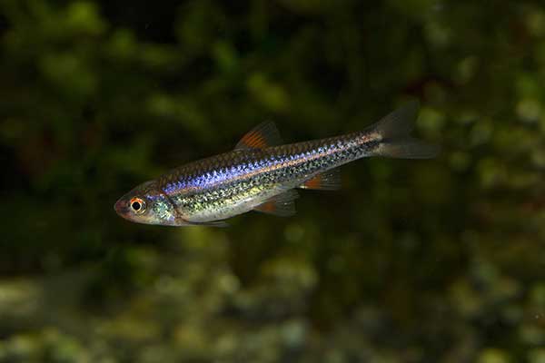 (Notropis chrosomus)