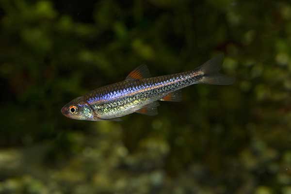  (Notropis chrosomus)