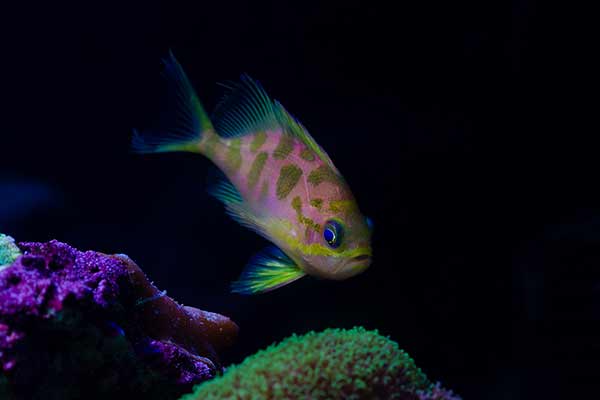 (Odontanthias borbonius)