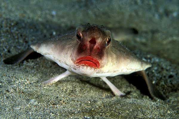 (Ogcocephalus darwini)