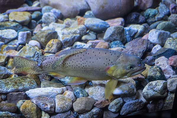 Apaczka (Oncorhynchus apache)