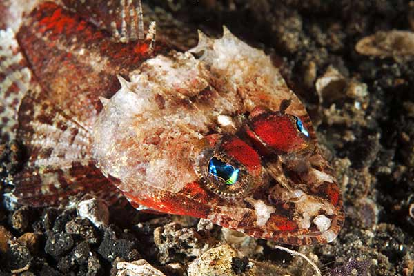 (Onigocia spinosa)