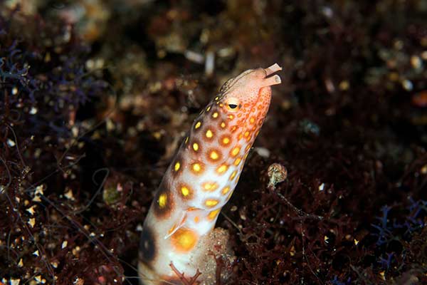 (Ophichthus polyophthalmus)