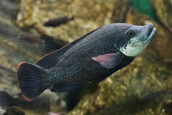 (Oreochromis angolensis)