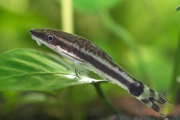 (Otocinclus huaorani)