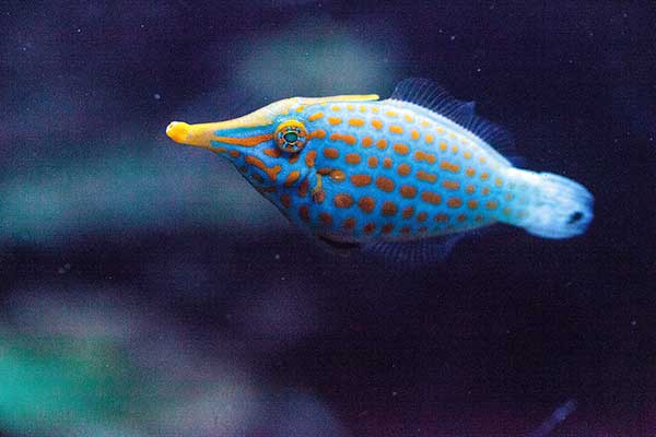 (Oxymonacanthus longirostris)
