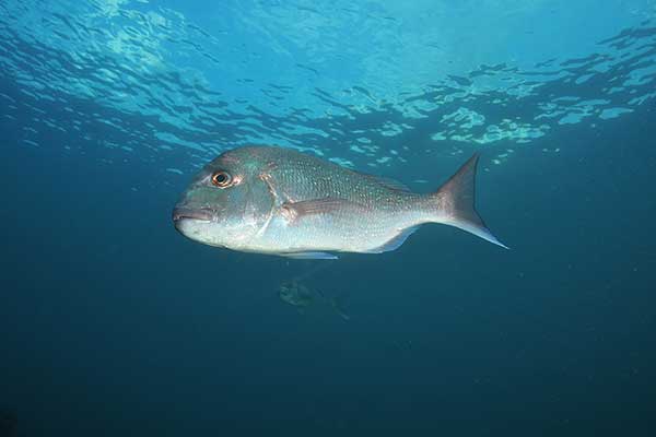 Pagrus złocisty (Pagrus auratus)