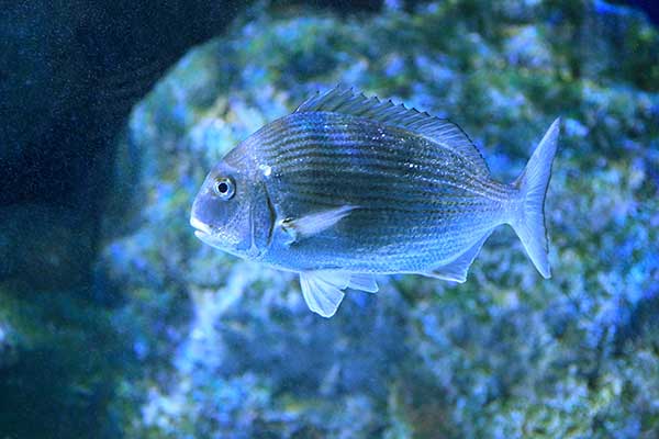 (Pagrus major)