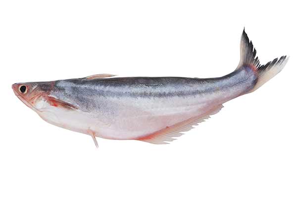 (Pangasius macronema)