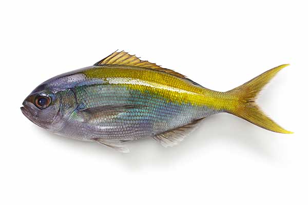 (Paracaesio xanthura)