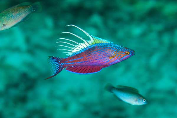 (Paracheilinus cyaneus)