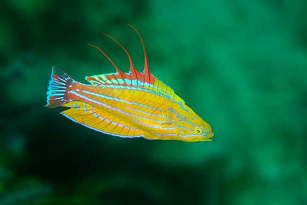 (Paracheilinus flavianalis)