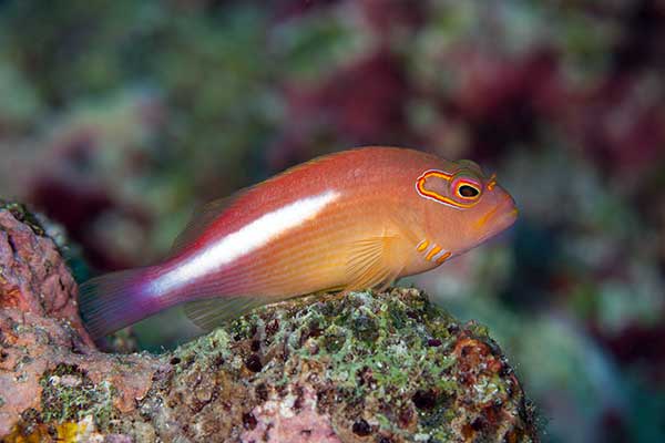 (Paracirrhites arcatus)