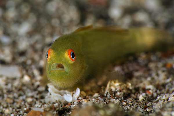 (Paragobiodon xanthosoma)