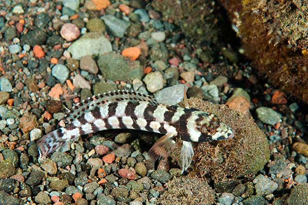 (Parapercis xanthozona)
