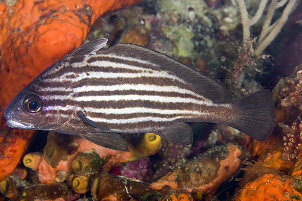 (Pareques acuminatus)