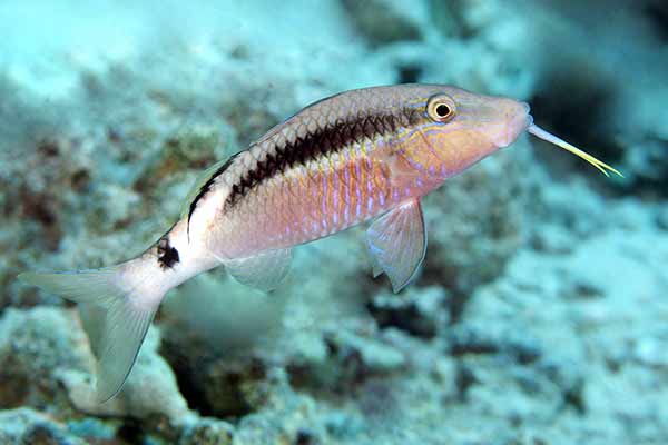 (Parupeneus barberinus)