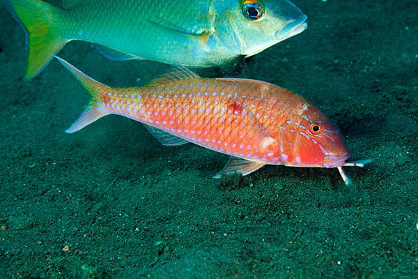 (Parupeneus heptacanthus)
